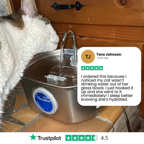 Give Your Cat Years More Healthy Life With Purrify